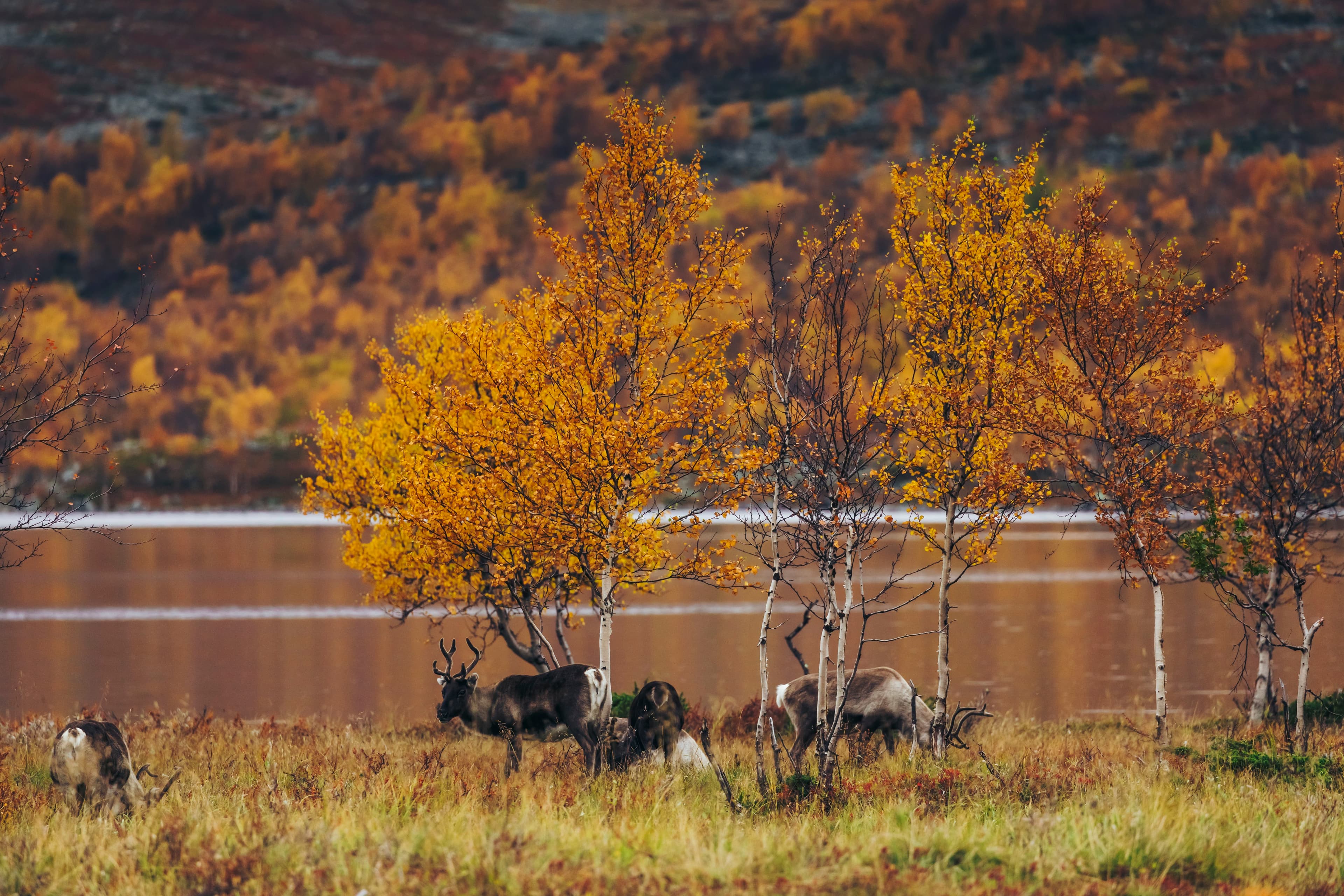 Lapland Safaris hiking Kilpisjärvi autumn
